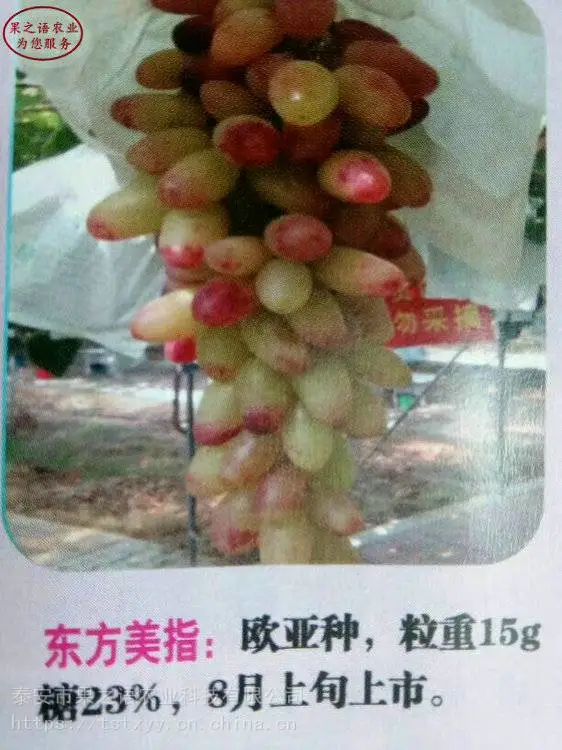 葡萄苗基地、巨峰葡萄苗、夏黑葡萄苗定购热线