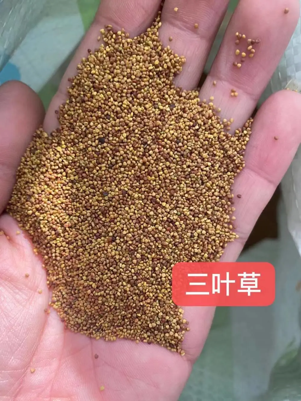 蛇目菊大滨菊花籽矮牵牛花种子野菊草棒草籽北京栾黄花槐酸枣
