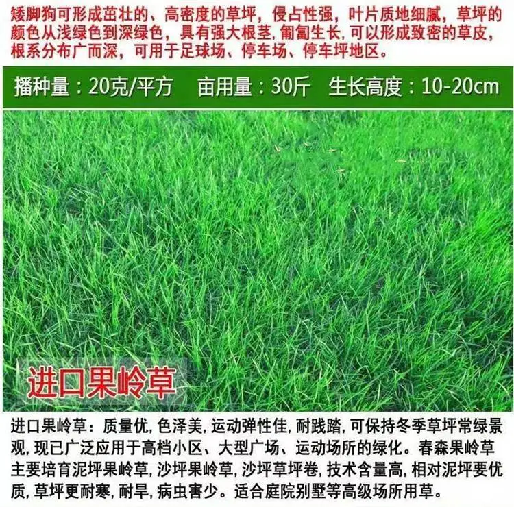 热门常青护坡草种种子公司地址批发菊苣草种籽