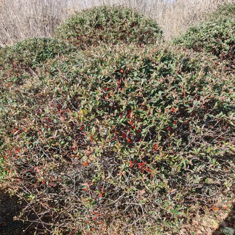 基地直供火棘毛球冠径150红果小丑火棘球庭院绿篱工程用球批发