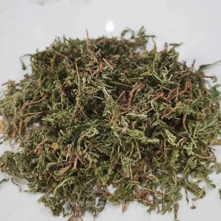 奇弘堂石上柏产地批发/石上柏优惠