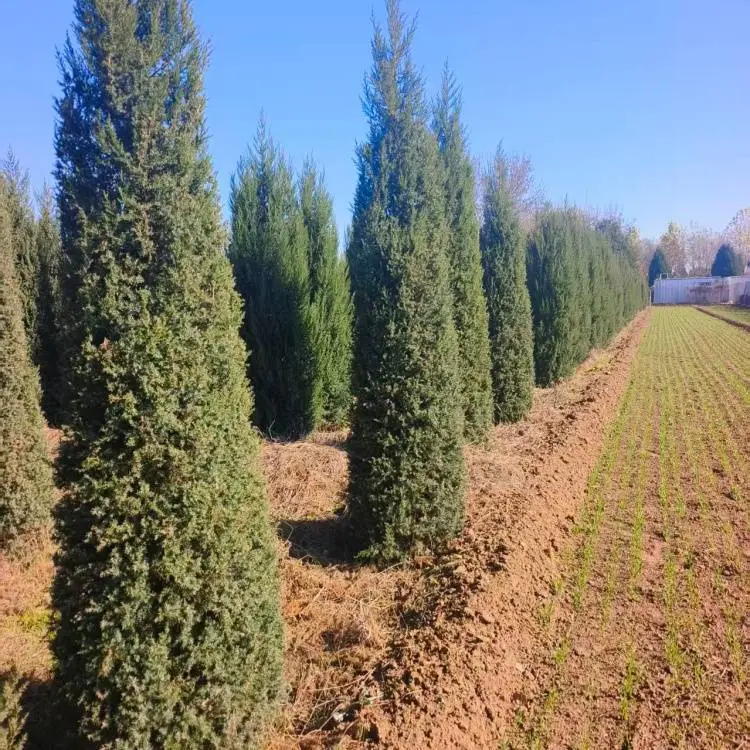 苗圃出售铅笔柏北 京桧高度3米以上高速公路种植苗木根茎健壮