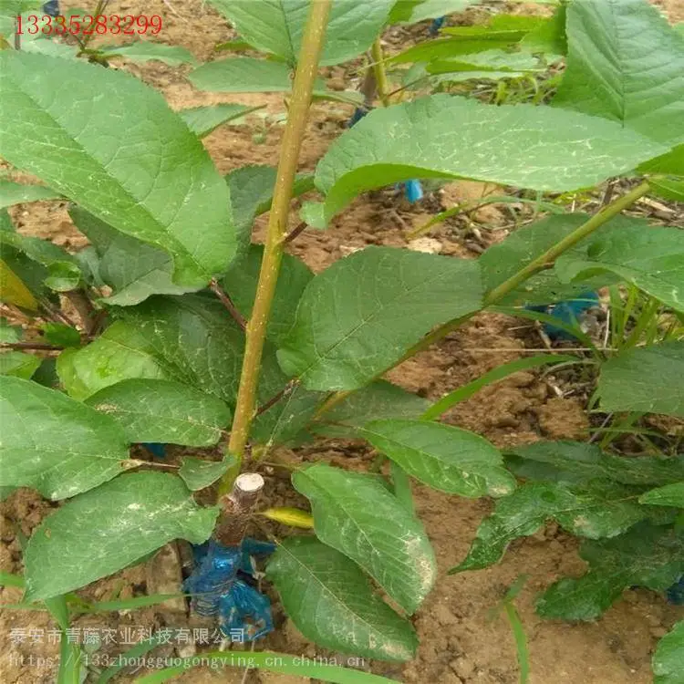 乌皮樱桃苗 青藤农业 齐早樱桃苗 基地供应