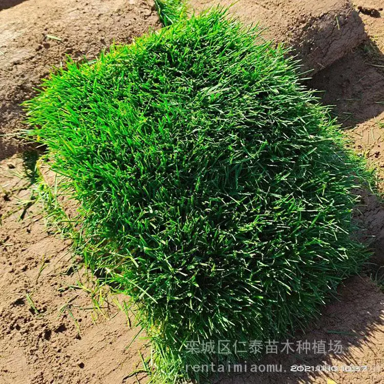 草坪切割机草坪 红三叶草皮卷 美国石竹种子