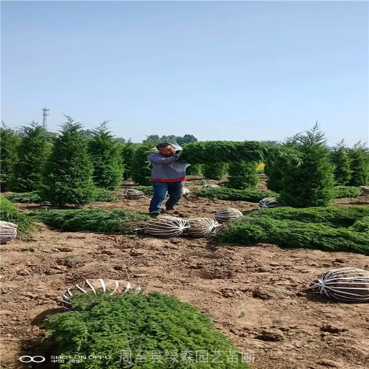 周至塔柏树苗-塔柏树苗-绿化苗木采购-苗木绿化公司