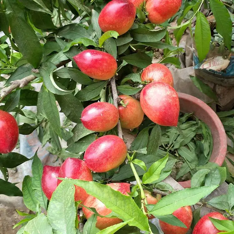 黑龙江黄金油桃树苗 早熟甜油桃苗 黄油桃苗哪里有