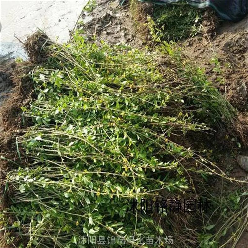 连翘小苗要火啊 2025年开春 产地连续多日成交量百万株 秒变香饽饽