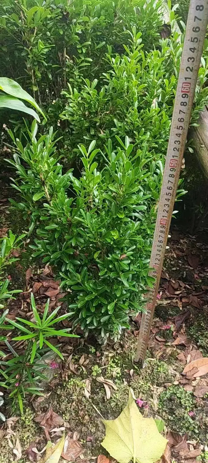 豆瓣黄杨小苗 百亩苗木基地 品种齐全 厂区工业园绿化打造