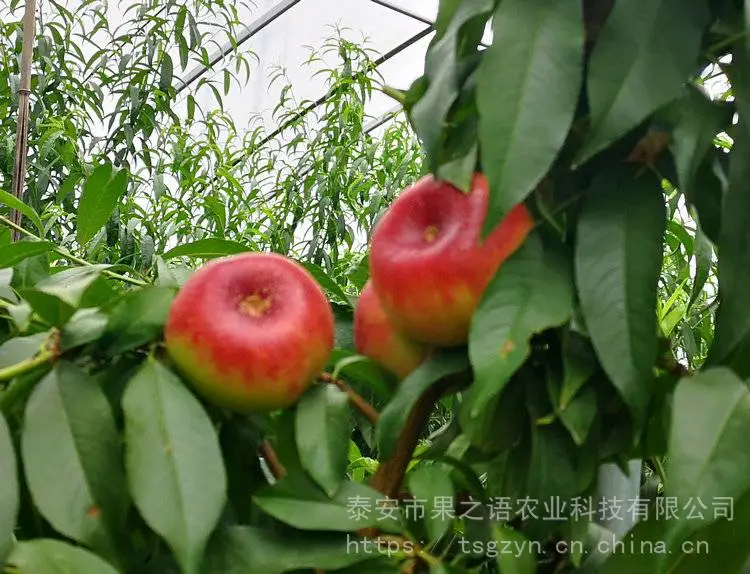 新品种桃树苗:金秋王桃苗、金秋王桃苗定购热线