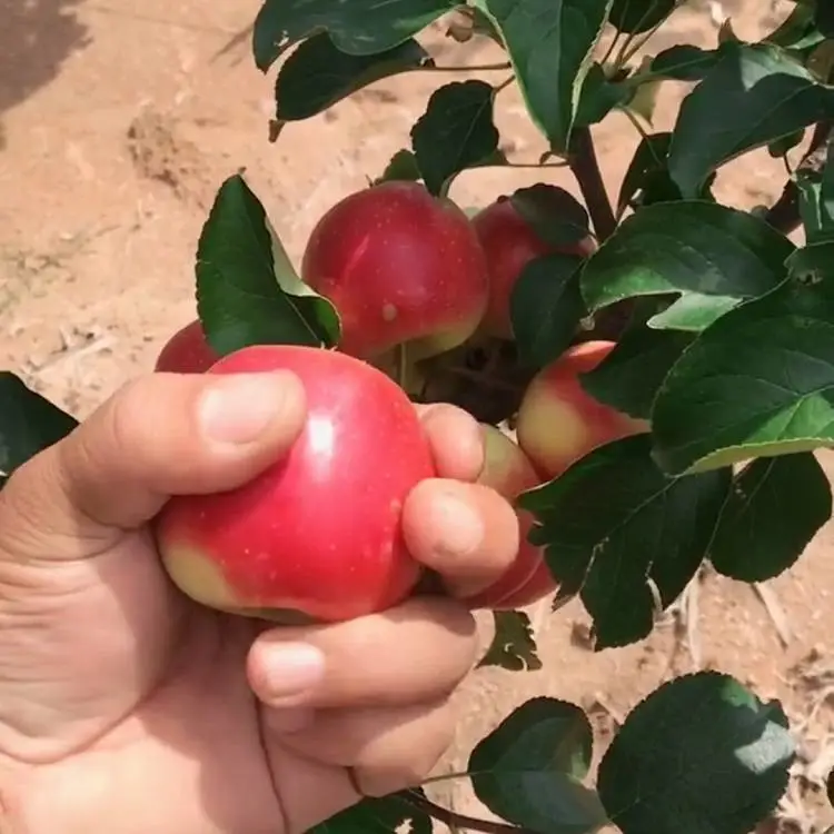 吉林红肉苹果苗 青森水蜜桃苹果树苗 矮化根系密植