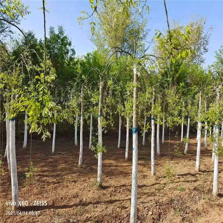 龙爪槐树苗-12公分龙爪槐-兰州龙爪槐价格