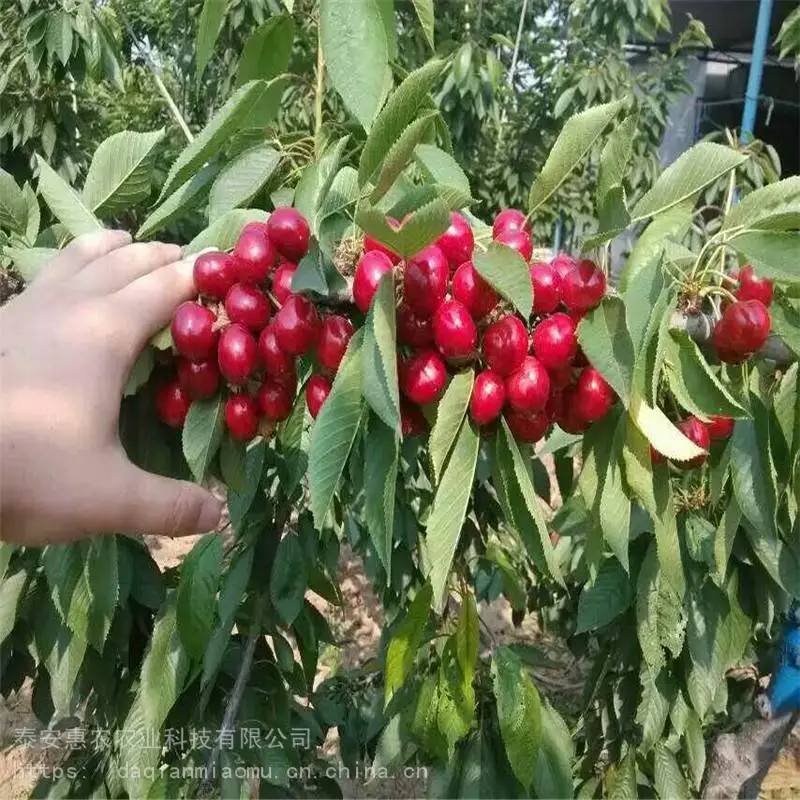 内蒙古巴彦淖尔-美国大红樱桃苗能种植吗、大型繁殖基地
