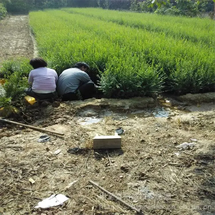 陕西周至苗圃-球形冬青周至品种齐全-周至道路隔离带苗木