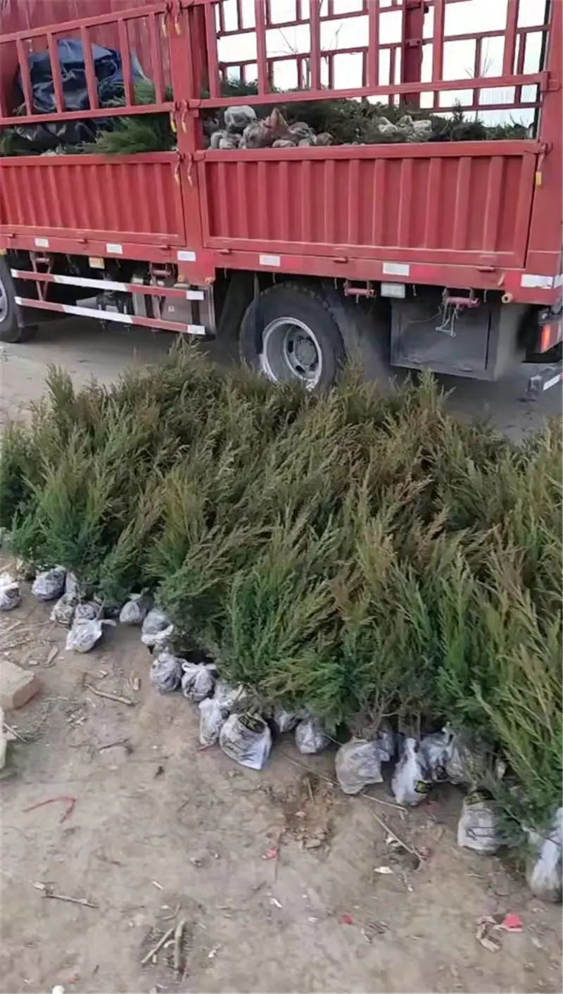 多分枝 塔柏塔柏苗塔柏树苗 蜀桧球柏树 大量供应