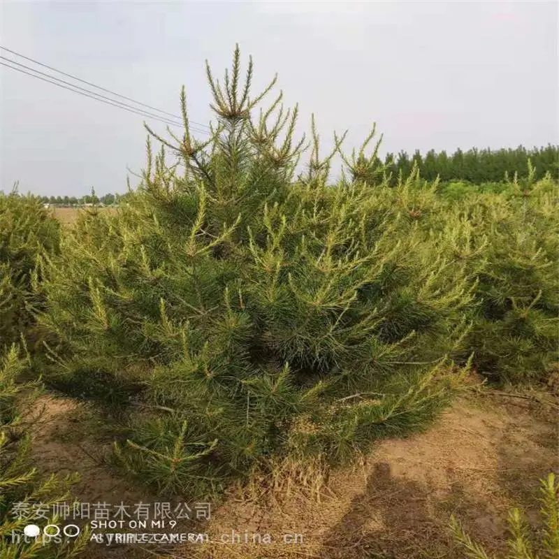 1米白皮松 树苗价格咨询 白皮松 种苗小苗栽培 帅阳 供应基地