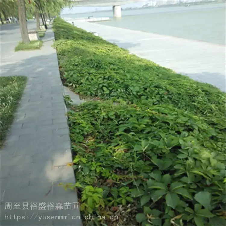 西安爬墙虎欧月季 变色爬山虎 批发爬山虎