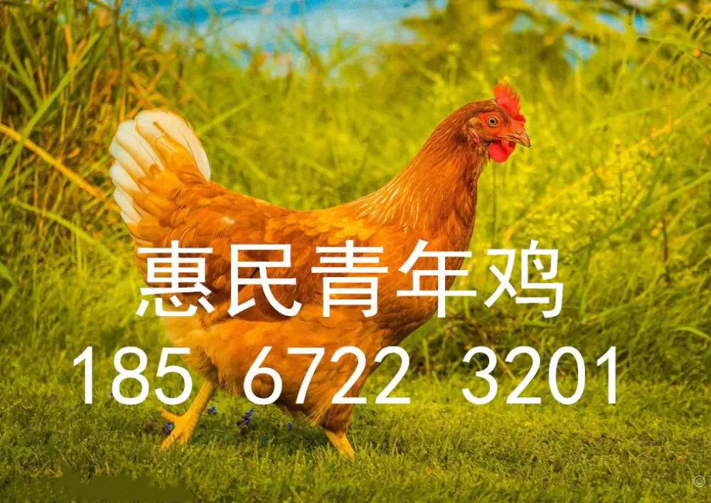青年鸡的饲养管理