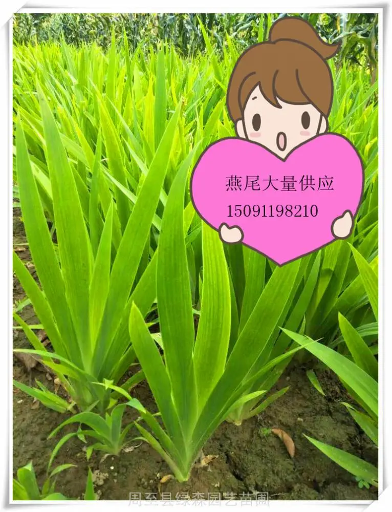 裕盛绿森苗木基地-地被草花-兰花燕尾-花卉苗圃