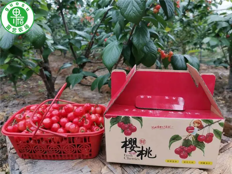 今年黑珍珠樱桃苗价格表,黑珍珠樱桃苗多少钱一棵