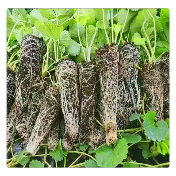 北京香野草莓苗品种 白雪草莓苗 根系发达