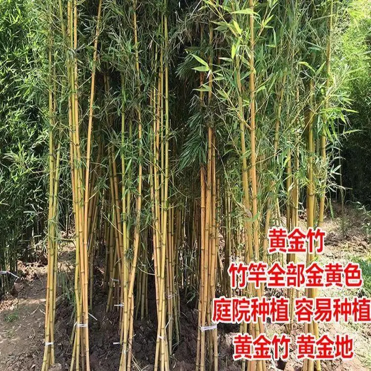 竹子苗 庭院 竹子植物 四季常青绿化 黄金竹 盆栽 庭院绿化