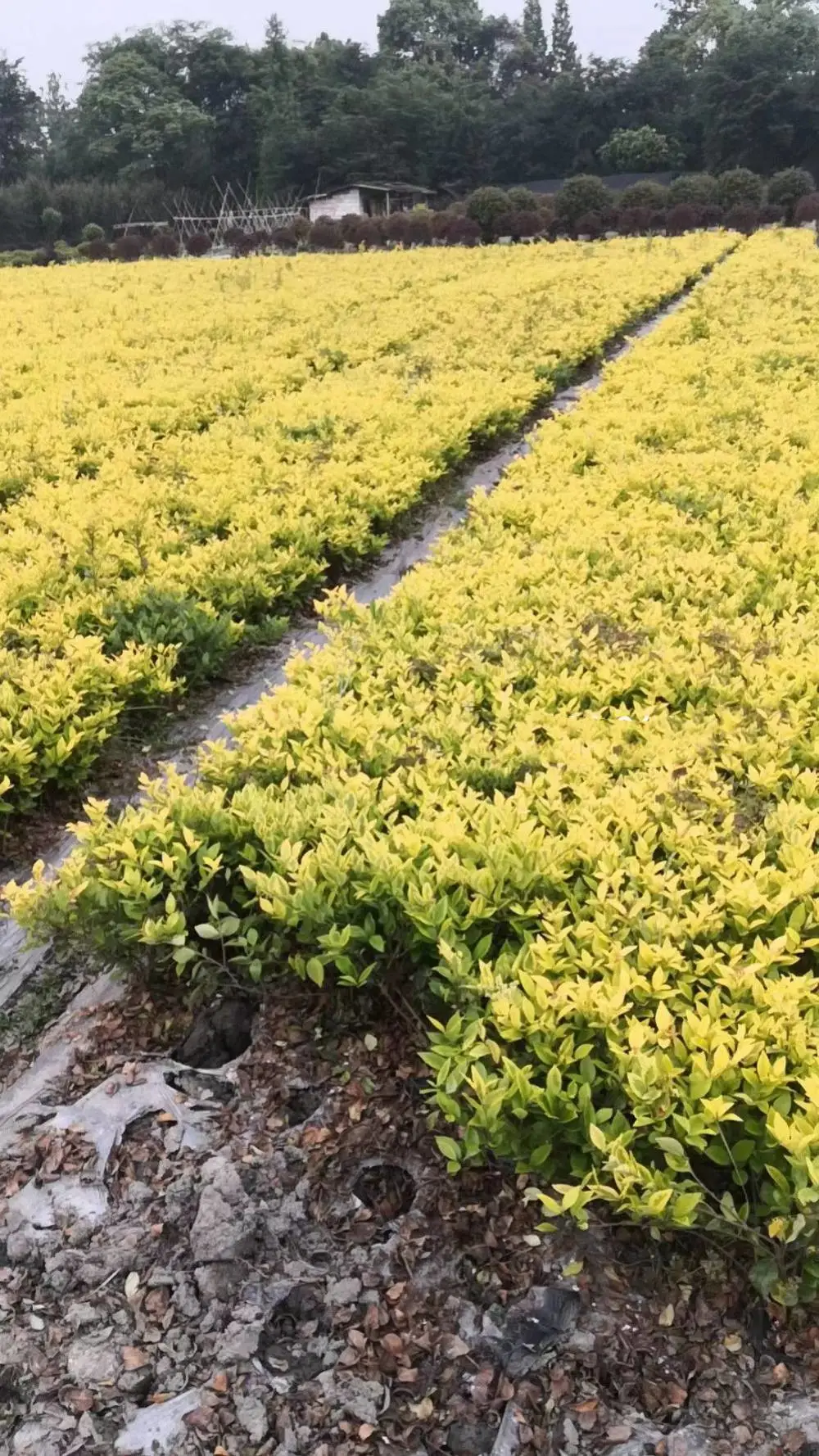 金森女贞批发 片植效果突出 一站式采购 老旧小区景观提升 街道改造绿化