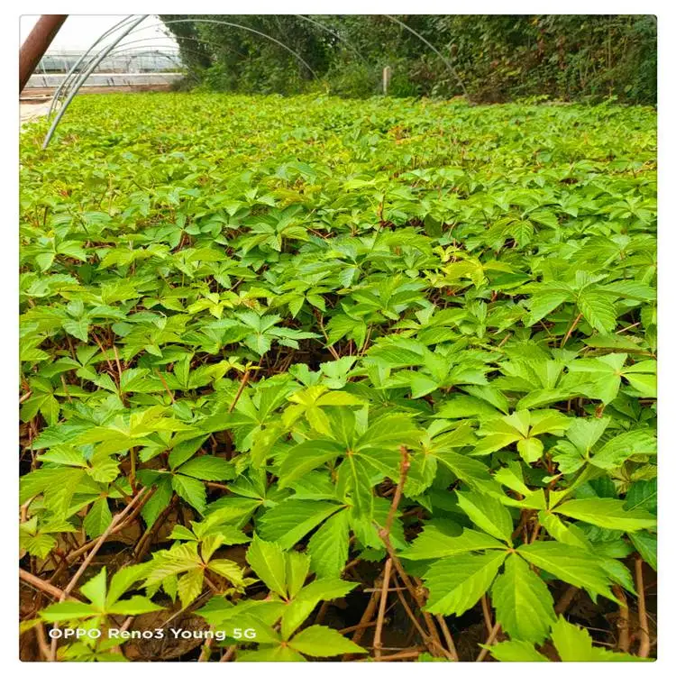 江苏绿化用五叶地锦 爬山虎苗***格 爬山虎苗哪里有卖