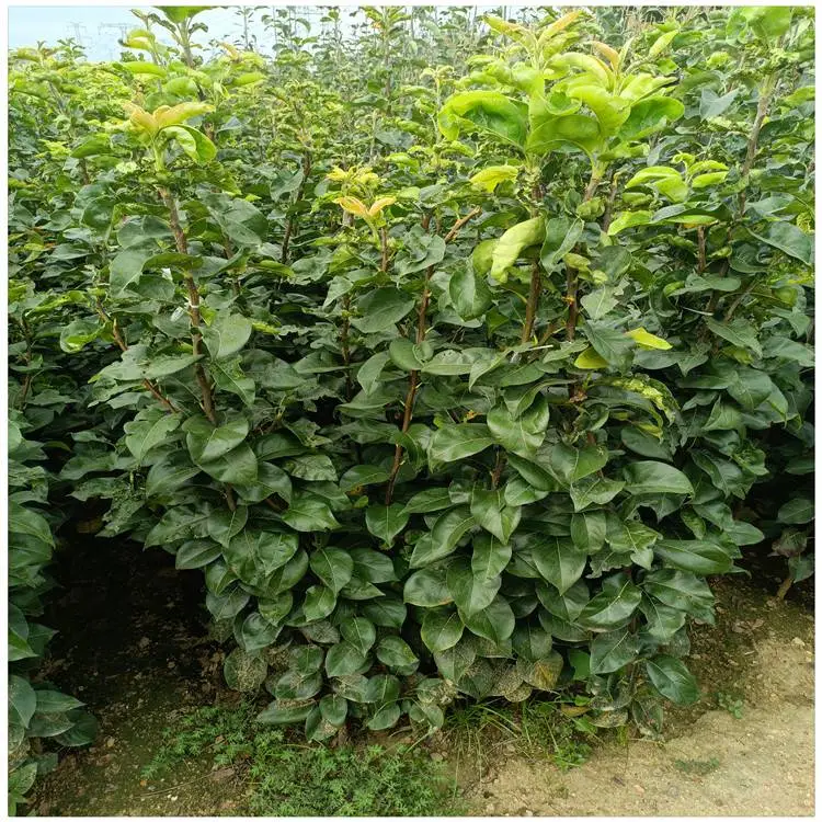 贵州 梨树苗价格 奥红一号红梨树苗 种植一年结果