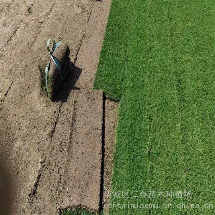 生产 剪股颖草坪草皮 公园跑道庭院工程绿化 操场足球场用草