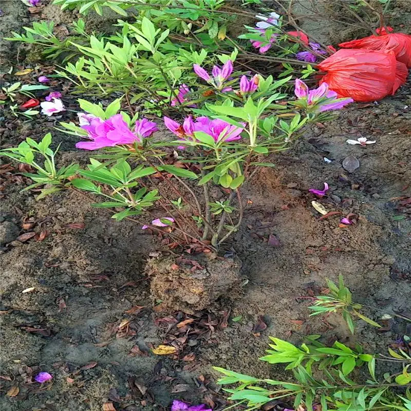 陕西渭南春鹃小苗厂里来电咨询