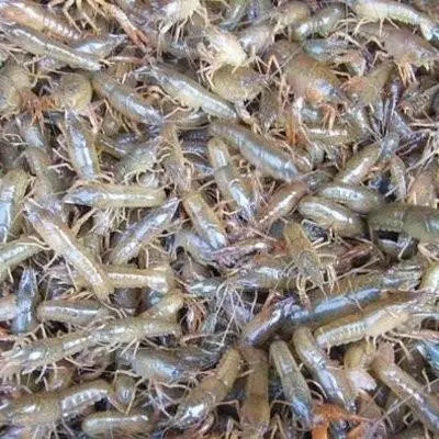 澳洲小龙虾苗预售中 汇海水产澳洲龙虾苗批发 澳洲苗养殖基地