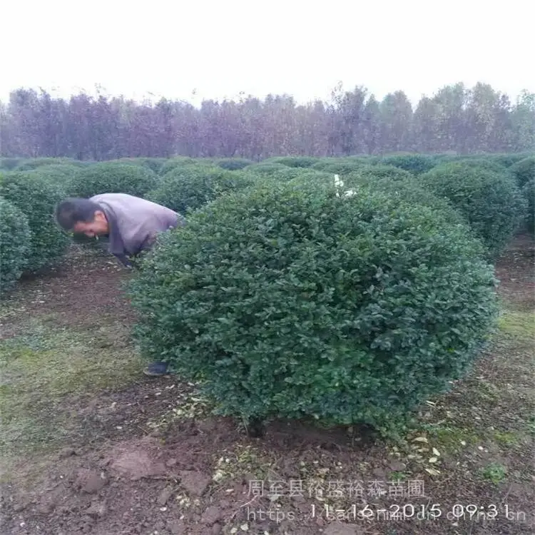 陕西周至苗圃-爬山虎紫藤种植苗圃-周至100高丛生大苗