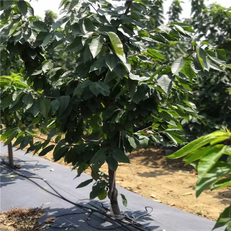 山西吕梁求购樱桃苗免费提供种植技术