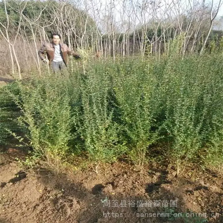 陕西周至苗圃-球形冬青周至品种齐全-周至道路隔离带苗木