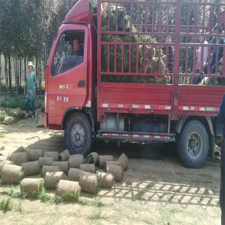 杨凌苗圃绿化草坪草籽-退耕还林土地复绿 绿化草坪草籽苗木价格