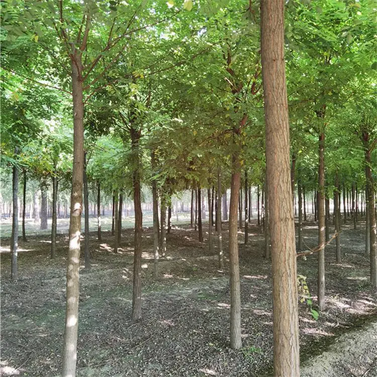 江苏北方刺槐-11公分刺槐-刺槐出售-自家苗圃-苗木花卉