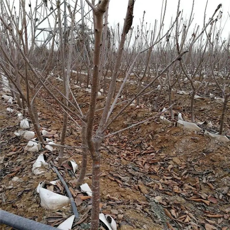 河北俄罗斯八号樱桃苗送管理技术