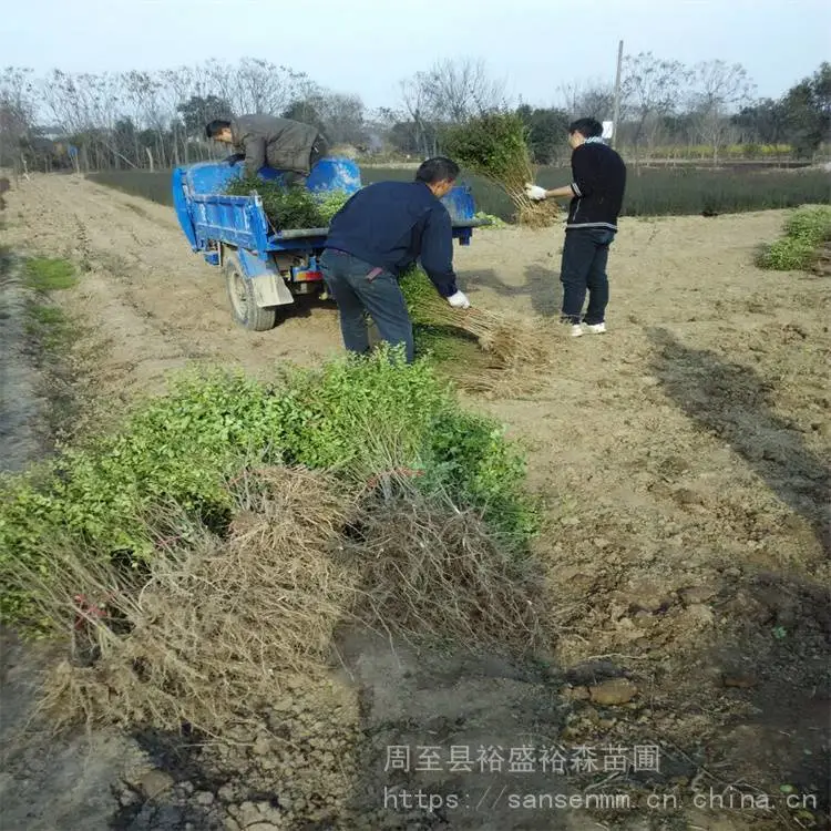 西安周至苗木-草坪麦冬苗西安附近卖树苗-周至金森女贞常青苗