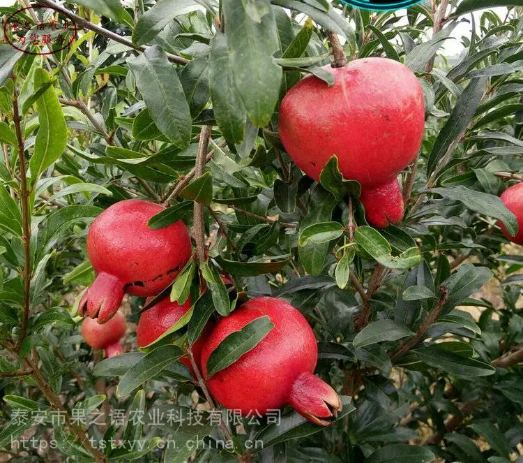 墨石榴树 墨石榴树哪里的正宗