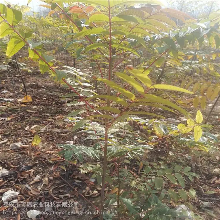 香椿苗种植 青藤农业 泰安红油香椿苗
