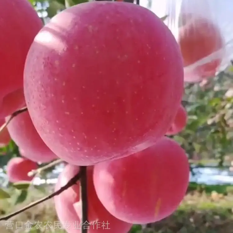 苹果苗***格 寒富苹果苗 短枝富士苹果苗