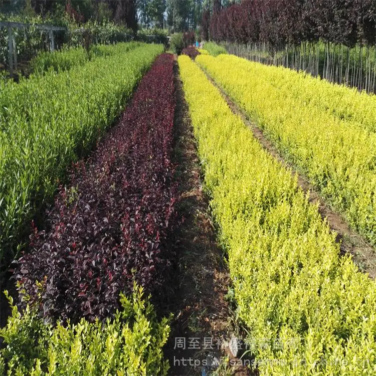 陕西杨凌苗圃-草坪麦冬苗送货上门-周至草坪麦冬草常绿苗