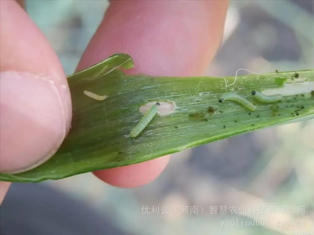 青虫杀不死 优利普广凯专打抗性青虫 优利普农业