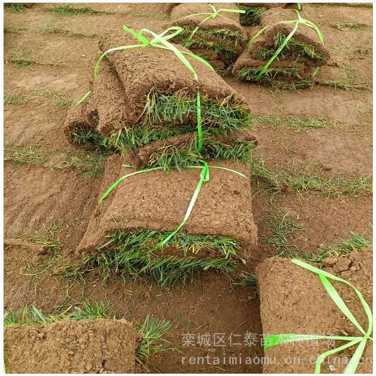 麦冬草种植基地 100亩草地出售 中叶细叶宽叶 工程绿化地被植物