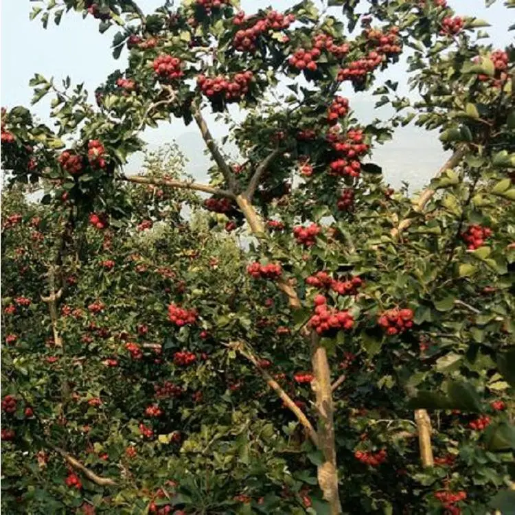三公分山楂树苗 辽宁大磨盘山楂苗
