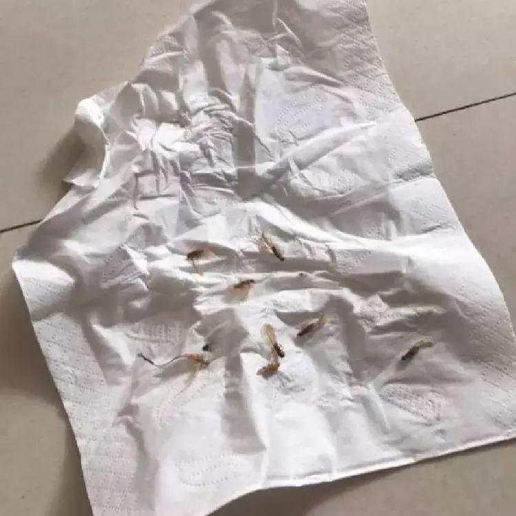 临高白蚁中心 一次性***白蚁 园林树木白蚁
