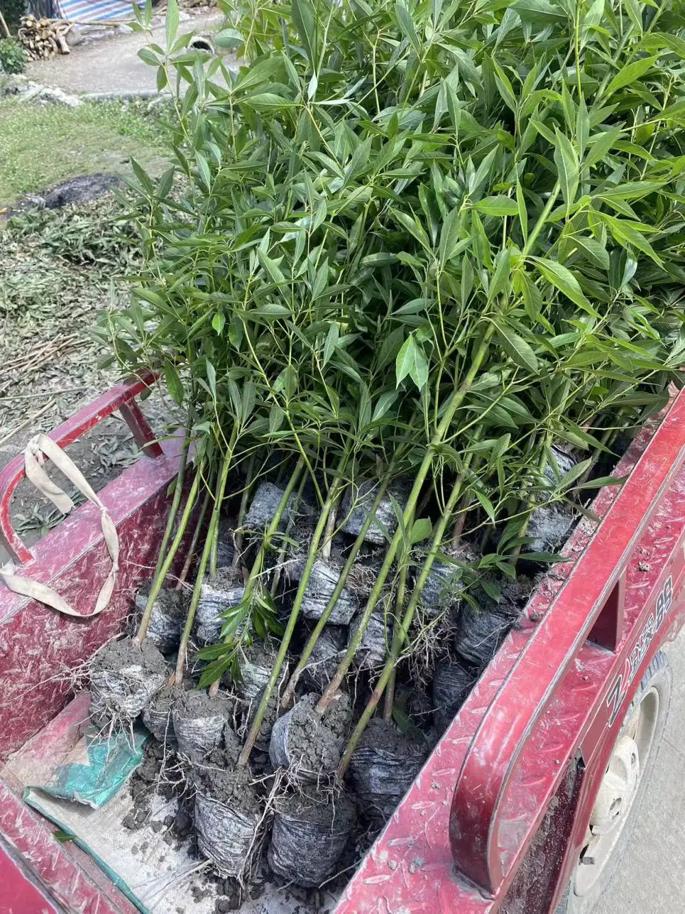 地径1公分的小叶桢楠袋苗以及各种大小规格工程苗小杯苗基地