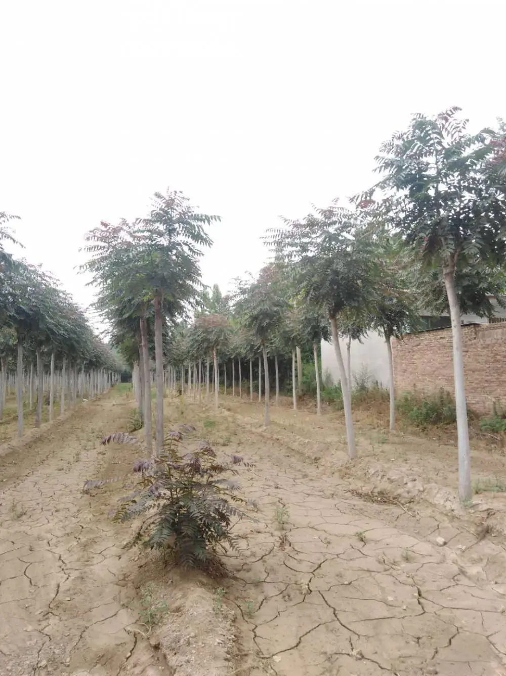 江苏镇江二乔红叶椿基地批发供应13公分红叶椿树厂家胸径8公分红叶椿产地