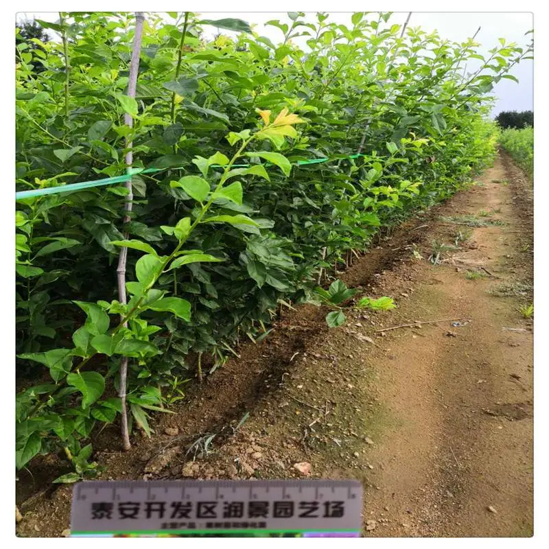 淄博李子苗***格 国峰7号李子苗 3公分李子树苗带土球价格