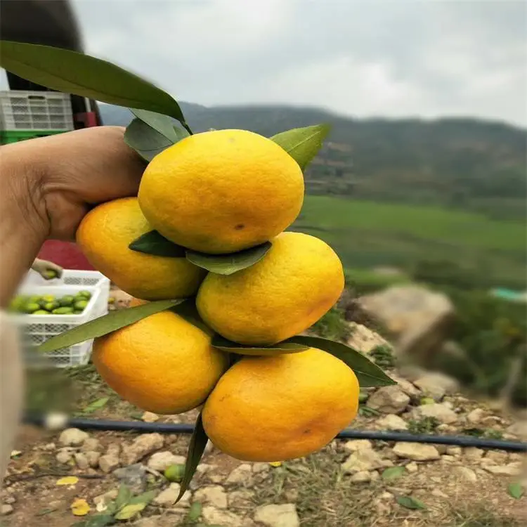 湖南长沙由良蜜桔苗基地多少钱优质苗